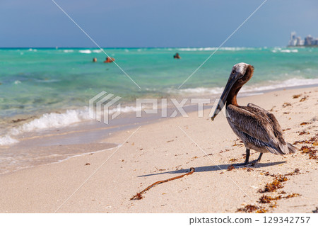 Pelican standing on the sandy shore of Miami Beach 129342757