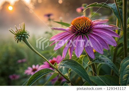 purple flower with sunset 129343117