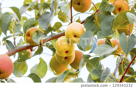 Natural pears grown in the garden without the use of chemicals, hanging on the bushes before autumn, 100% natural pears Natural pears grown in the garden without the use of chemicals, hanging on the bushes before autumn, 100% natural pears 129343232