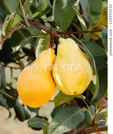 Natural pears grown in the garden without the use of chemicals, hanging on the bushes before autumn, 100% natural pears 129343233