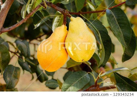 Natural pears grown in the garden without the use of chemicals, hanging on the bushes before autumn, 100% natural pears 129343234