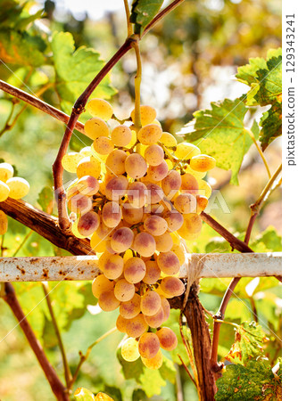 Yellow-white grapes grown in the garden without the use of chemicals, 100% natural grapes hanging on the bushes until autumn Yellow-white grapes grown in the garden without the use of chemicals, 100% natural grapes hanging on the bushes until autumn 129343241