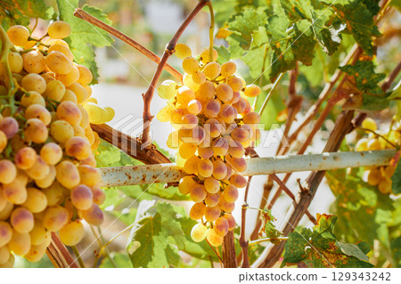 Yellow-white grapes grown in the garden without the use of chemicals, 100% natural grapes hanging on the bushes until autumn 129343242