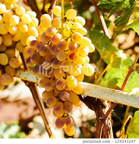 Yellow-white grapes grown in the garden without the use of chemicals, 100% natural grapes hanging on the bushes until autumn Yellow-white grapes grown in the garden without the use of chemicals, 100% natural grapes hanging on the bushes until autumn 129343247