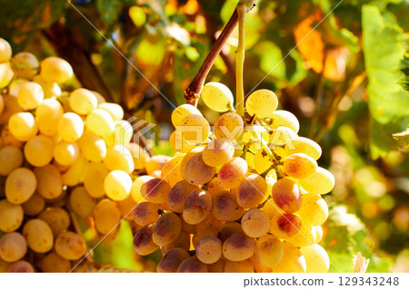 Yellow-white grapes grown in the garden without the use of chemicals, 100% natural grapes hanging on the bushes until autumn 129343248