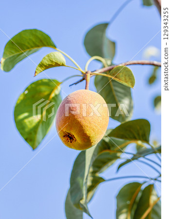 Natural pears grown in the garden without the use of chemicals, hanging on the bushes before autumn, 100% natural pears Natural pears grown in the garden without the use of chemicals, hanging on the bushes before autumn, 100% natural pears 129343255