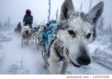 Snowy dog sledding adventure in a frozen wilderness with huskies and mushers Snowy dog sledding adventure in a frozen wilderness with huskies and mushers 129343586