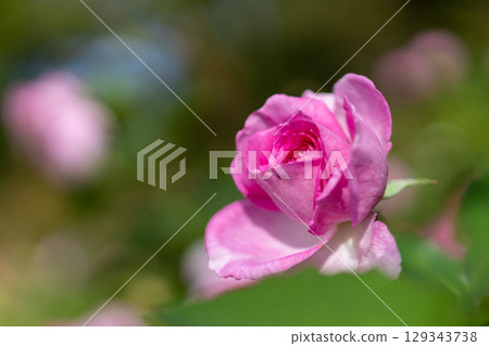 橫濱山下公園美麗的粉紅玫瑰 129343738