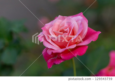 Pink roses in full bloom at Yamashita Park, Yokohama Pink roses in full bloom at Yamashita Park, Yokohama 129343739