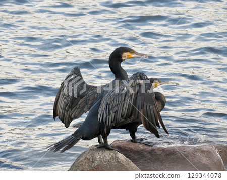 Cormorant (Kawago) Cormorant (Kawago) 129344078