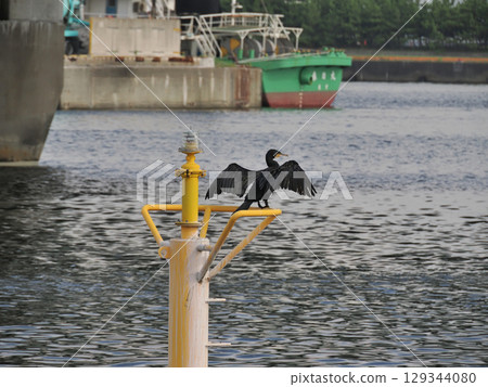 Cormorant (Kawago) Cormorant (Kawago) 129344080