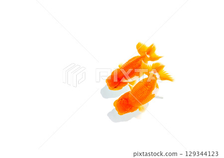Goldfish, Nakamura Goldfish, Nakamura 129344123
