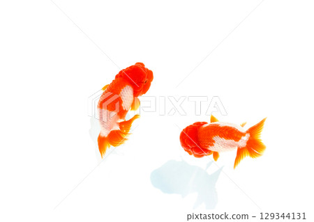 Goldfish, Nakamura Goldfish, Nakamura 129344131