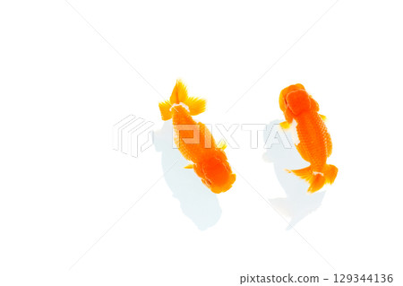 Goldfish, Nakamura 129344136