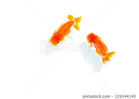 Goldfish, Nakamura Goldfish, Nakamura 129344140