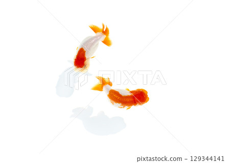 Goldfish, Nakamura 129344141