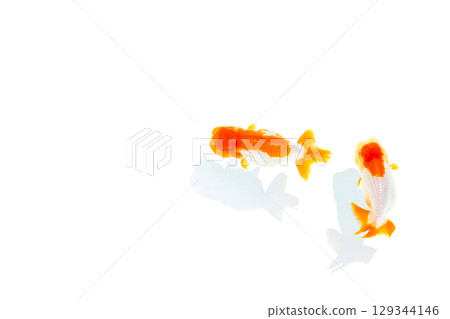 Goldfish, Nakamura Goldfish, Nakamura 129344146
