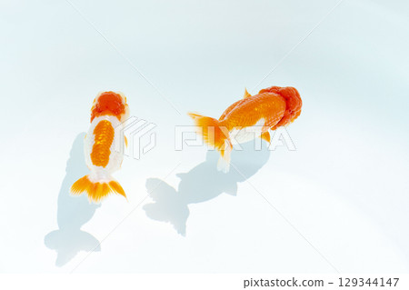 Goldfish, Nakamura Goldfish, Nakamura 129344147