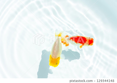 Goldfish, Nakamura Goldfish, Nakamura 129344148