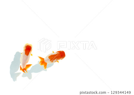 Goldfish, Nakamura Goldfish, Nakamura 129344149