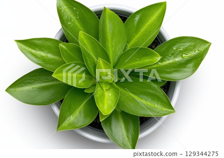 Vibrant green succulent plant displayed in a white pot on a neutral background 129344275