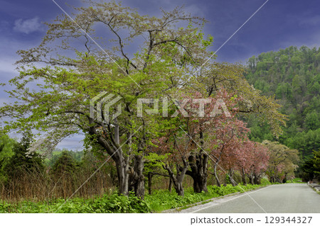 Cherry blossom trees in Hokkaido Cherry blossom trees in Hokkaido 129344327