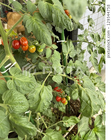 家庭菜園,種植紅色西紅柿 家庭菜園,種植紅色西紅柿 129344758