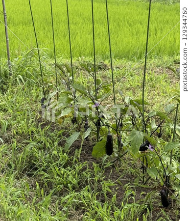 Eggplants in the field next to the rice field 129344760