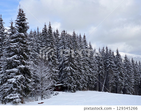 Snowy Winter Forest with Cabin Snowy Winter Forest with Cabin 129345266