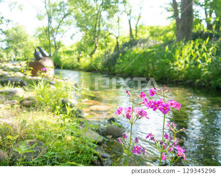 Clinkow blooming at the water's edge Clinkow blooming at the water's edge 129345296