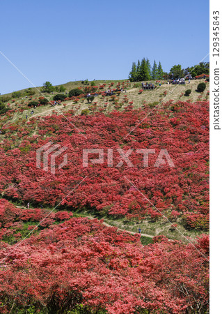 葛城山,日本奈良的一座以杜鵑花而聞名的山,垂直位置 葛城山,日本奈良的一座以杜鵑花而聞名的山,垂直位置 129345843