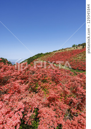 葛城山，日本奈良的一座以杜鵑花而聞名的山，垂直位置 129345844