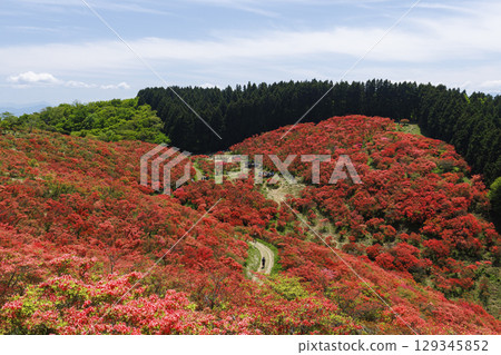 葛城山，位於日本奈良，以杜鵑花聞名。 129345852
