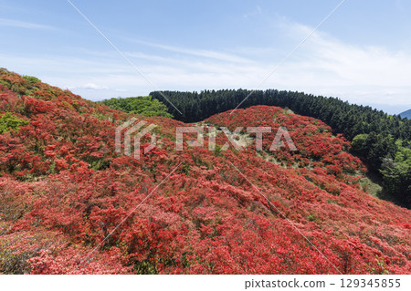 葛城山，位於日本奈良，以杜鵑花聞名。 129345855