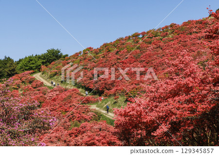 葛城山，位於日本奈良，以杜鵑花聞名。 129345857