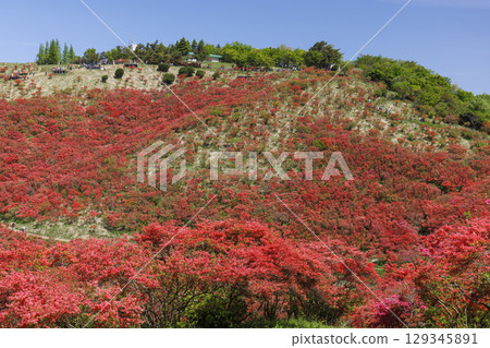 葛城山，位於日本奈良，以杜鵑花聞名。 129345891