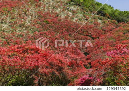 葛城山,位於日本奈良,以杜鵑花聞名。 葛城山,位於日本奈良,以杜鵑花聞名。 129345892