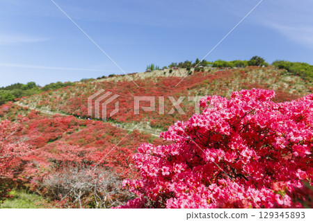 Mount Katsuragi, famous for its azaleas in Nara, Japan. 129345893