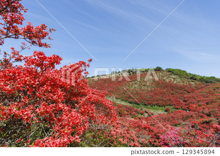 Mount Katsuragi, famous for its azaleas in Nara, Japan. 129345894