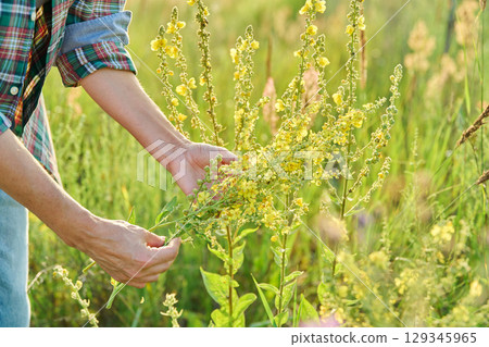Wild field meadow herbs, woman with blooming yellow flowers of Verbascum nigrum plant 129345965