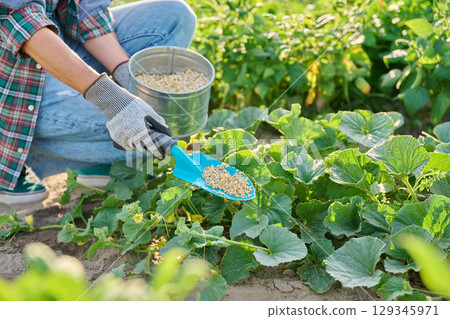 Close up of granulated fertilizers in hands, fertilizing melon plants 129345971