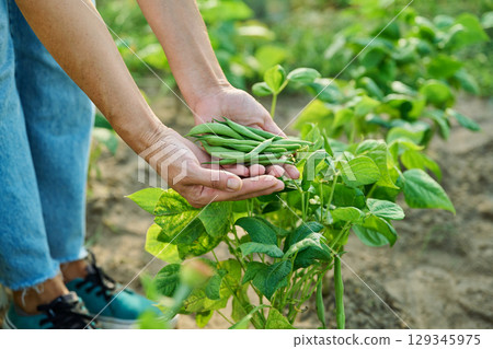 Harvest of asparagus beans in hands of female, bed with plants in background Harvest of asparagus beans in hands of female, bed with plants in background 129345975