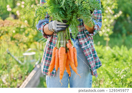 Woman gardener holding freshly picked carrots, summer vegetable garden background Woman gardener holding freshly picked carrots, summer vegetable garden background 129345977