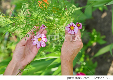 Colorful cosmos flowers in hands of mature woman 129345979