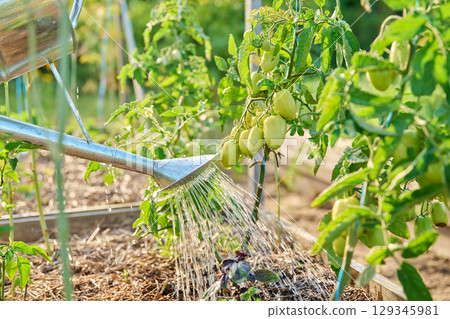 Watering garden with herbs vegetables in high wooden bed with watering can 129345981