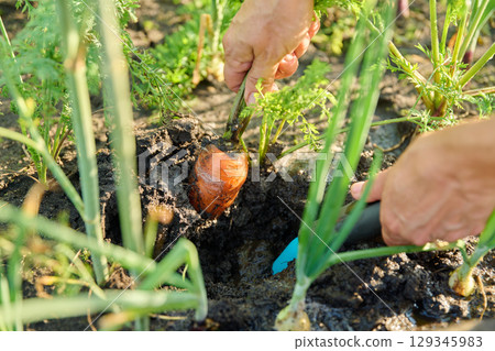 Close up of carrots in bed with spade, grown organically 129345983