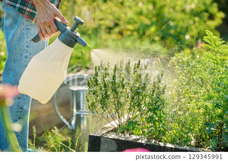 Spraying bio preparation on young vegetable and herb plants in raised bed 129345991