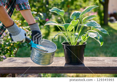Close-up of Hosta plant in pot and granular fertilizer in hands, outdoor in garden 129345993