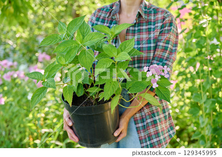 Close up of potted Hydrangea plant in woman hands in garden Close up of potted Hydrangea plant in woman hands in garden 129345995