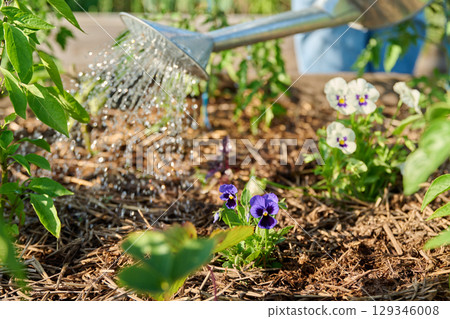 Gardener with watering can watering plants viola flowers, vegetables, herbs 129346008
